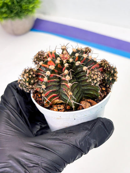 Gymnocalycium LB Hybrid (gy1) (p6) | variegated cactus