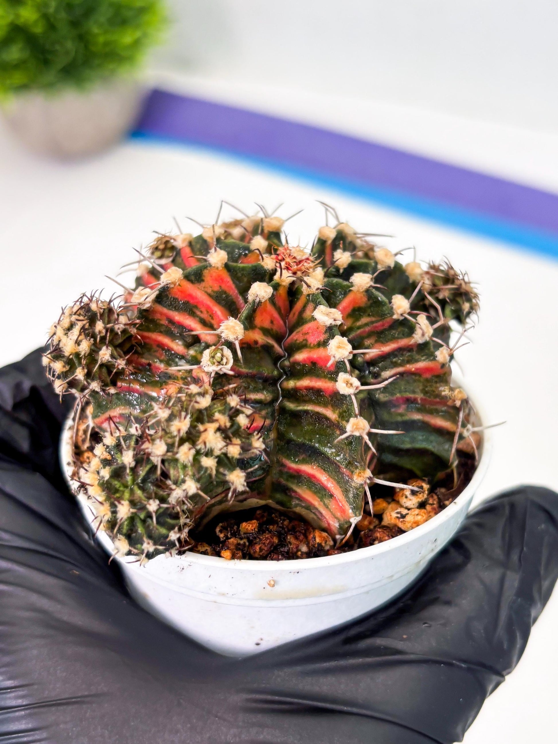 Gymnocalycium LB Hybrid (gy1) (p6) | variegated cactus
