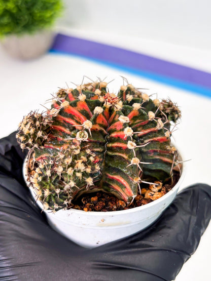 Gymnocalycium LB Hybrid (gy1) (p6) | variegated cactus