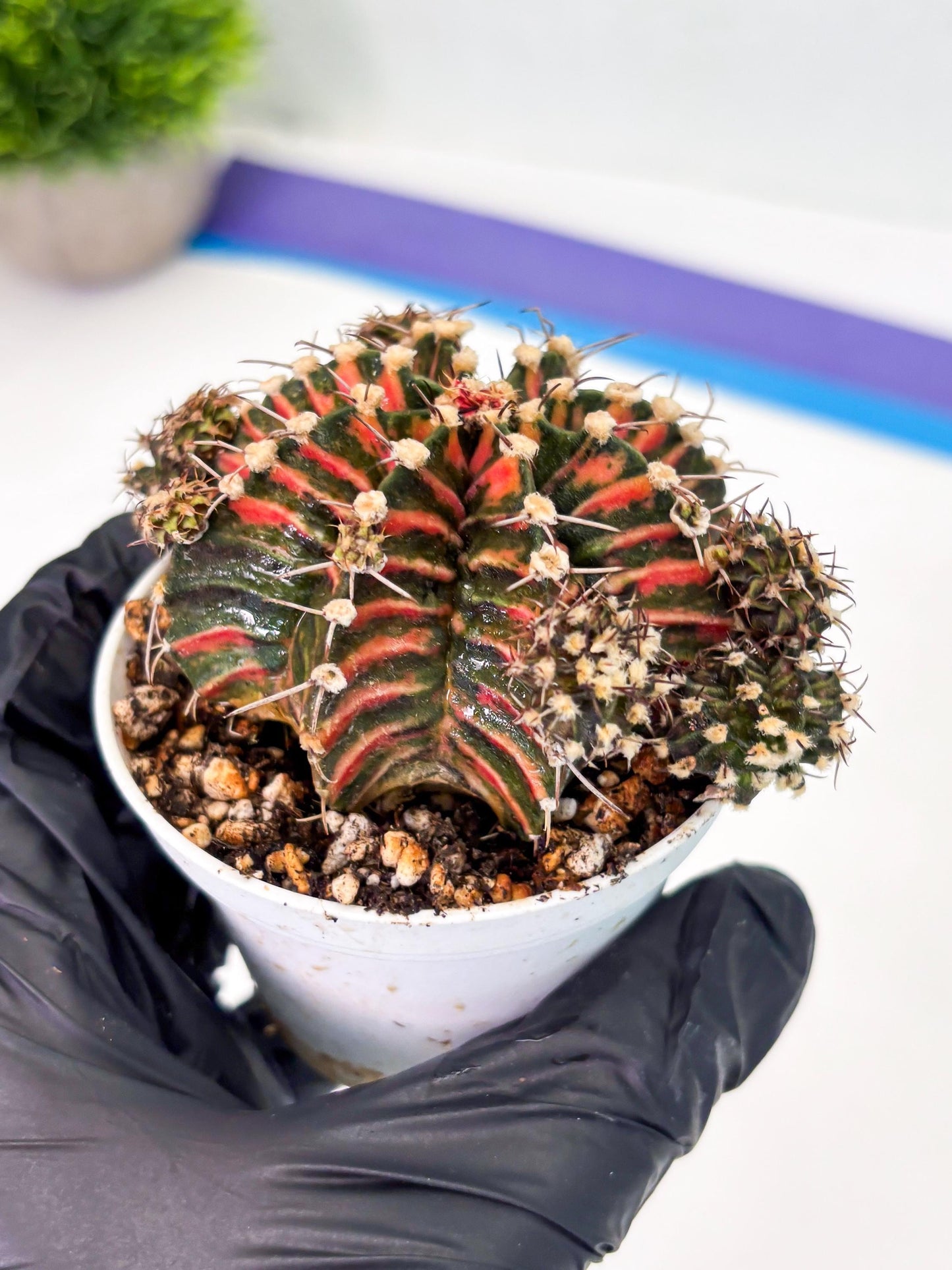 Gymnocalycium LB Hybrid (gy1) (p6) | variegated cactus