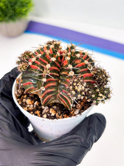 Gymnocalycium LB Hybrid (gy1) (p6) | variegated cactus