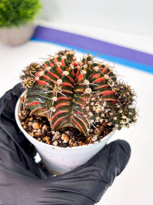 Gymnocalycium LB Hybrid (gy1) (p6) | variegated cactus