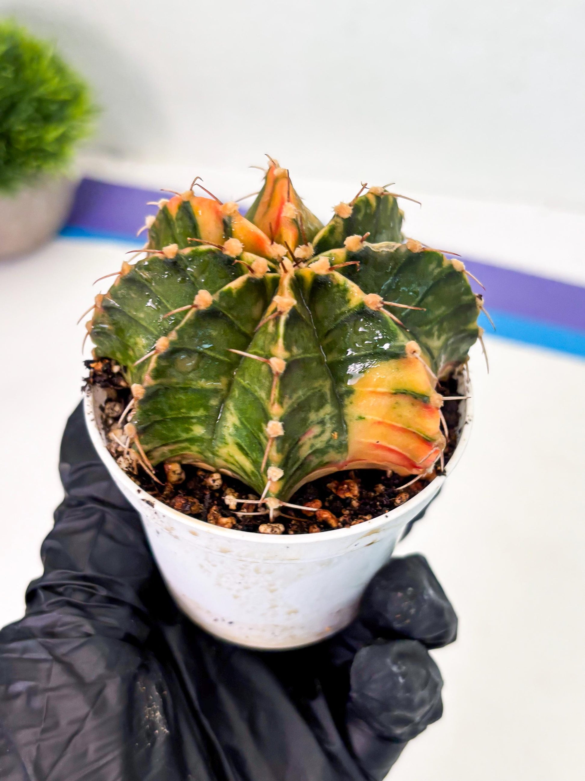 Gymnocalycium LB Hybrid (gy1) (p7) | variegated cactus