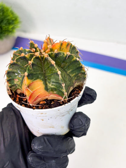 Gymnocalycium LB Hybrid (gy1) (p7) | variegated cactus