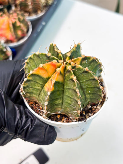 Gymnocalycium LB Hybrid (gy1) (p7) | variegated cactus