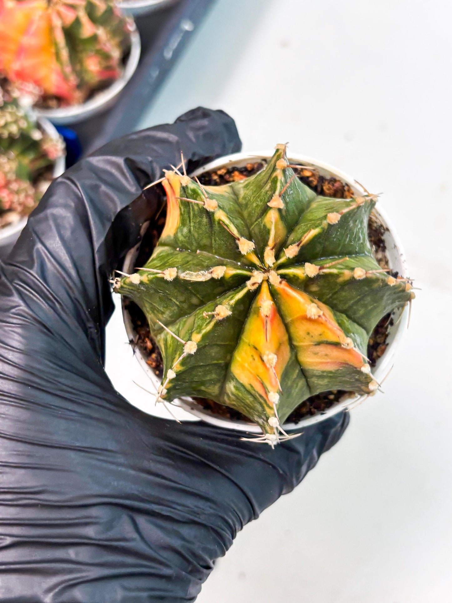 Gymnocalycium LB Hybrid (gy1) (p7) | variegated cactus