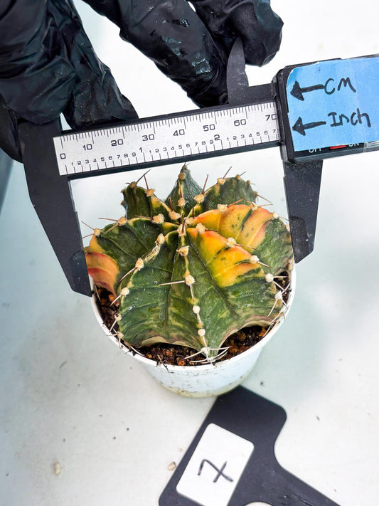 Gymnocalycium LB Hybrid (gy1) (p7) | variegated cactus