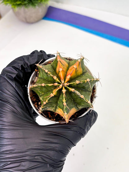 Gymnocalycium LB Hybrid (gy1) (p7) | variegated cactus