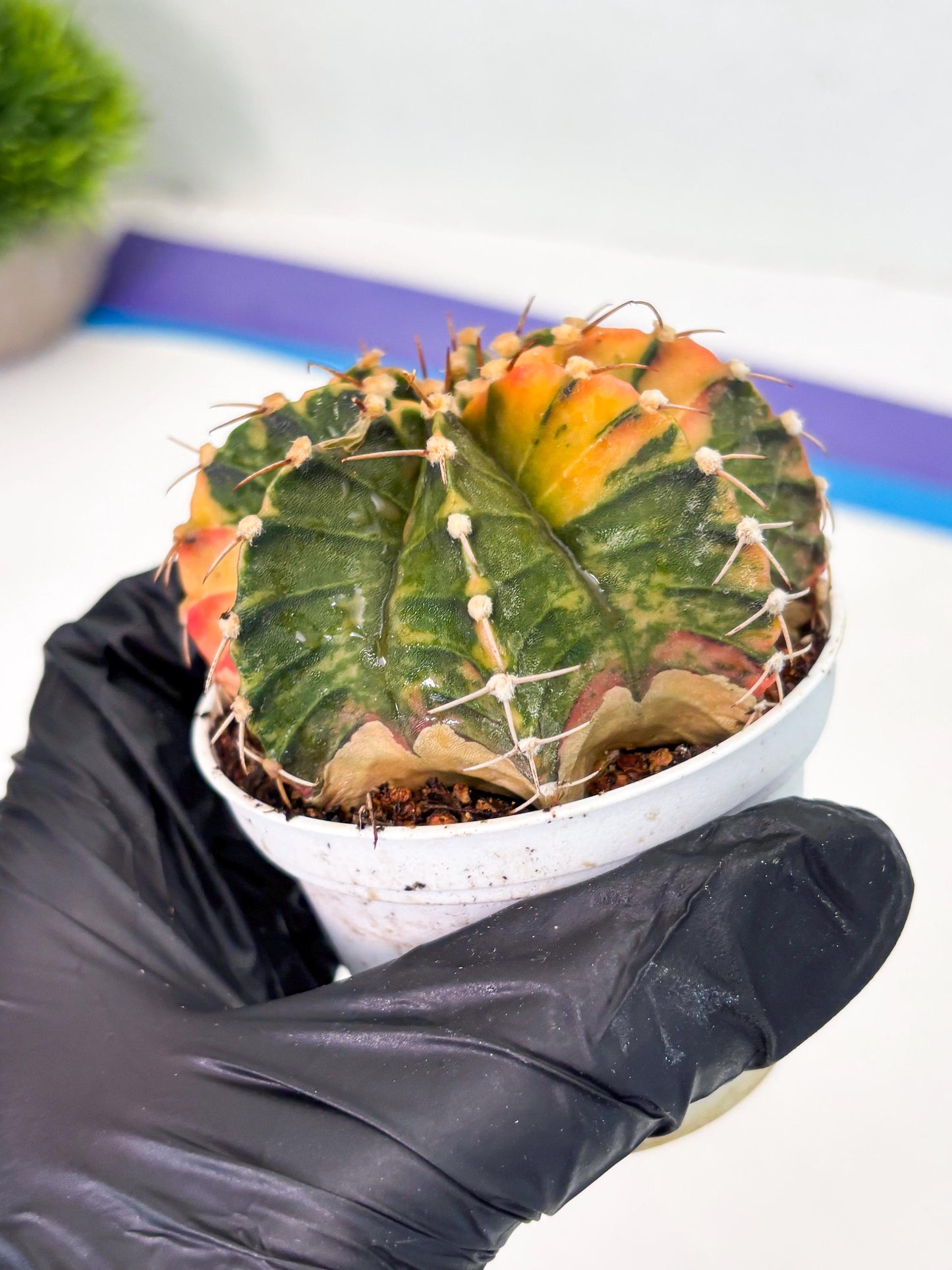 Gymnocalycium LB Hybrid (gy1) (p7) | variegated cactus