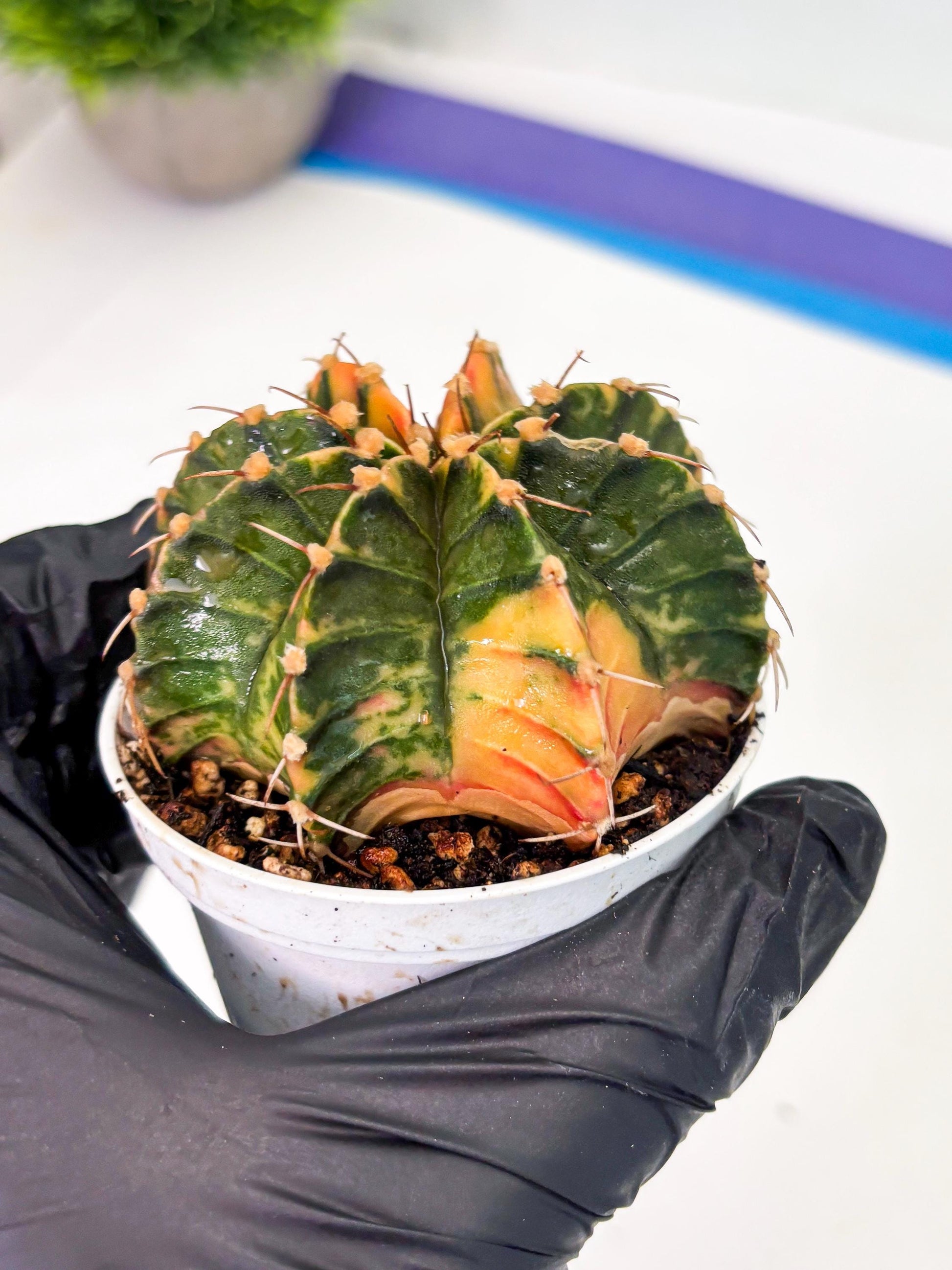 Gymnocalycium LB Hybrid (gy1) (p7) | variegated cactus