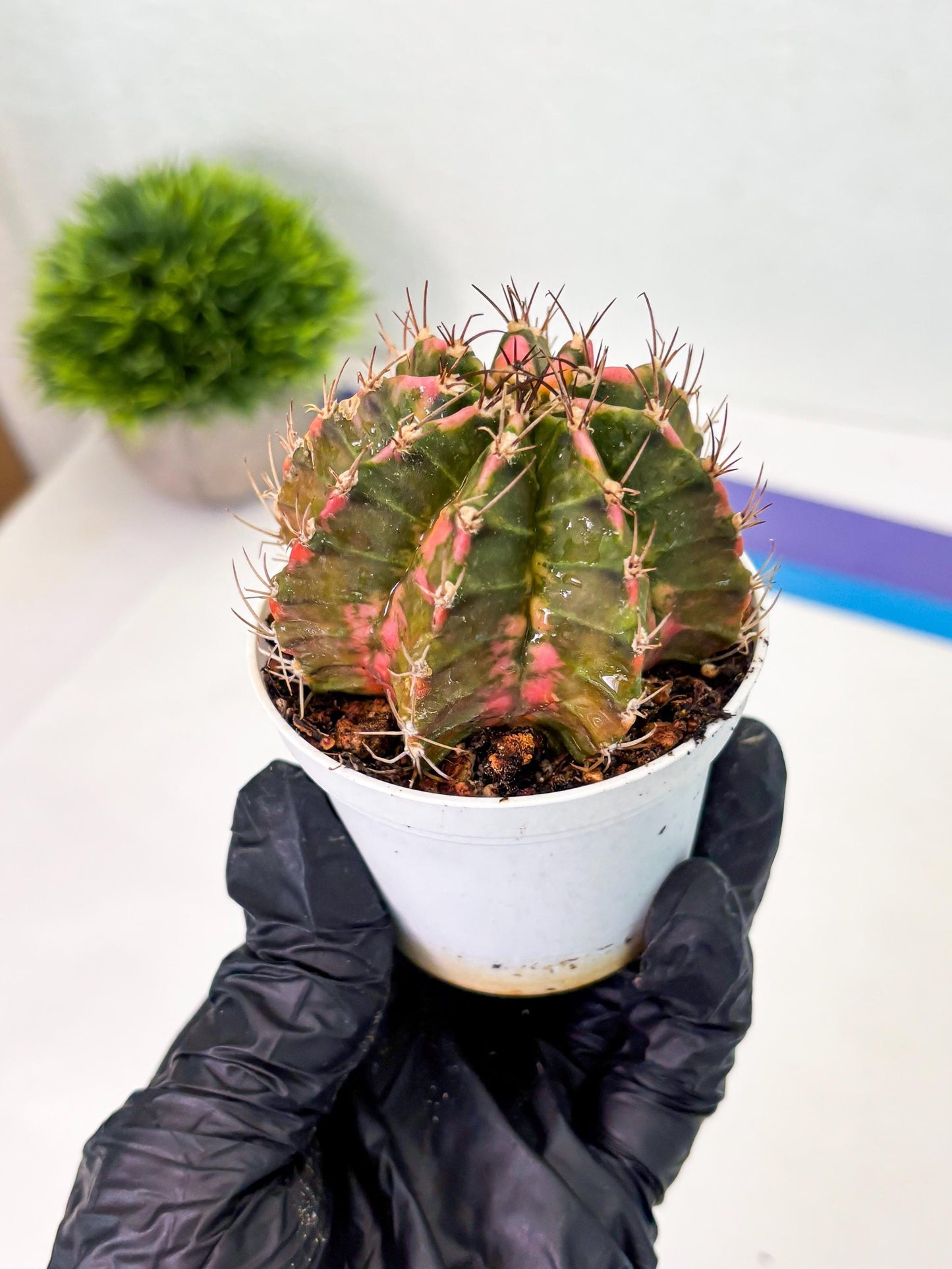 Gymnocalycium LB Hybrid (gy1) (y1) | variegated cactus