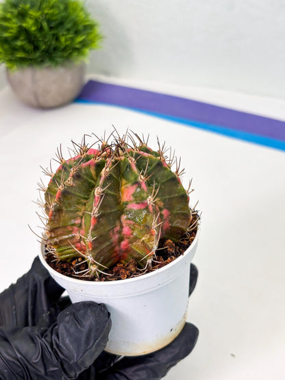 Gymnocalycium LB Hybrid (gy1) (y1) | variegated cactus