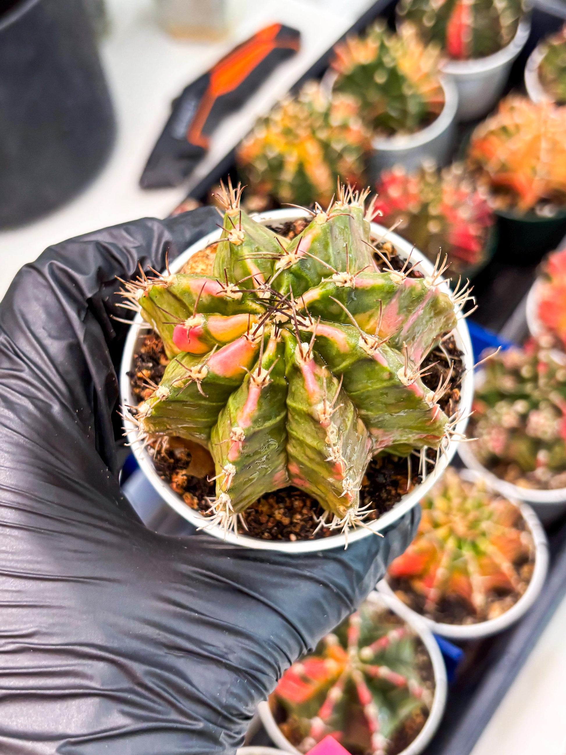 Gymnocalycium LB Hybrid (gy1) (y1) | variegated cactus