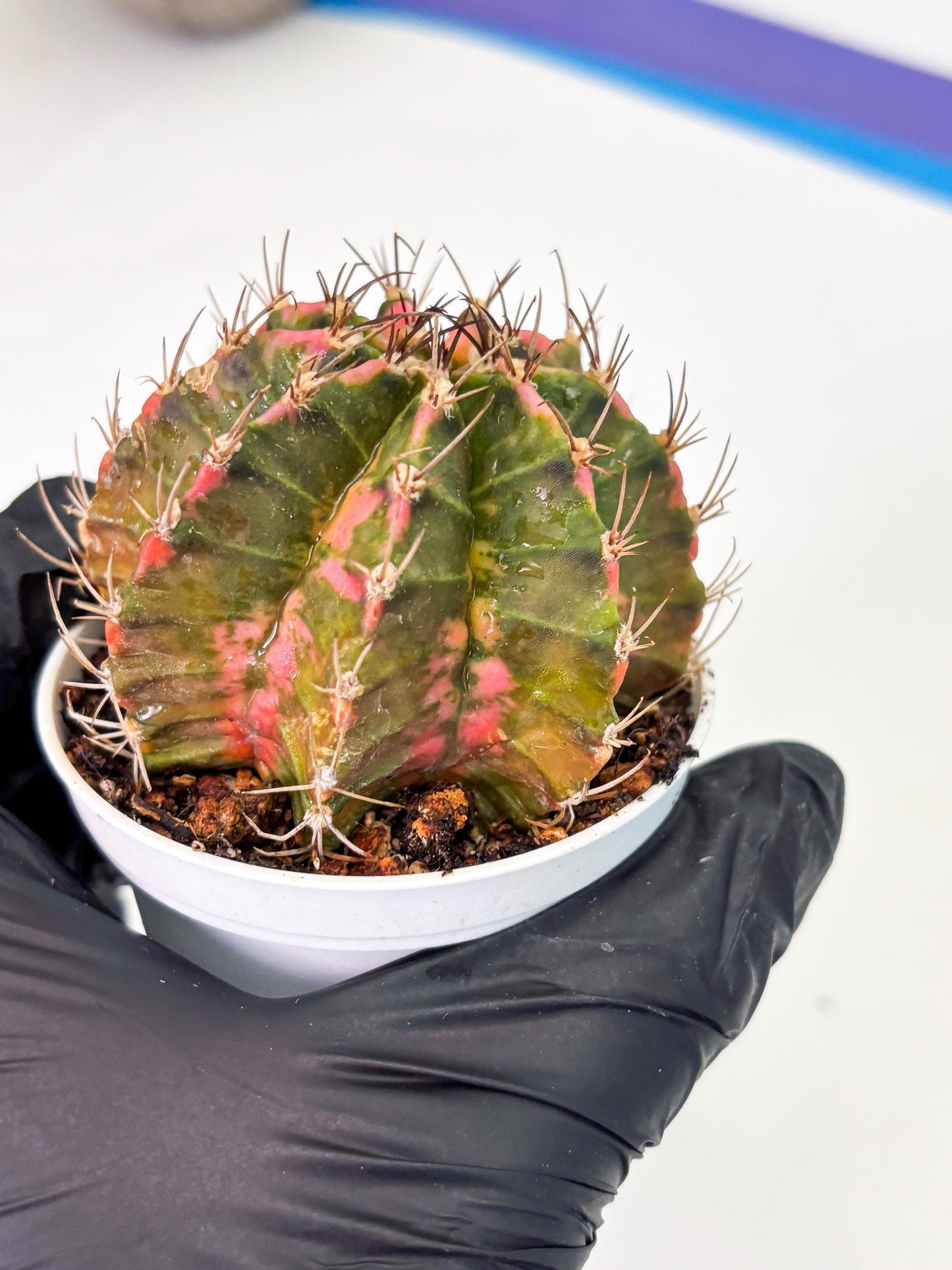 Gymnocalycium LB Hybrid (gy1) (y1) | variegated cactus