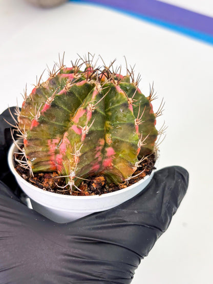 Gymnocalycium LB Hybrid (gy1) (y1) | variegated cactus