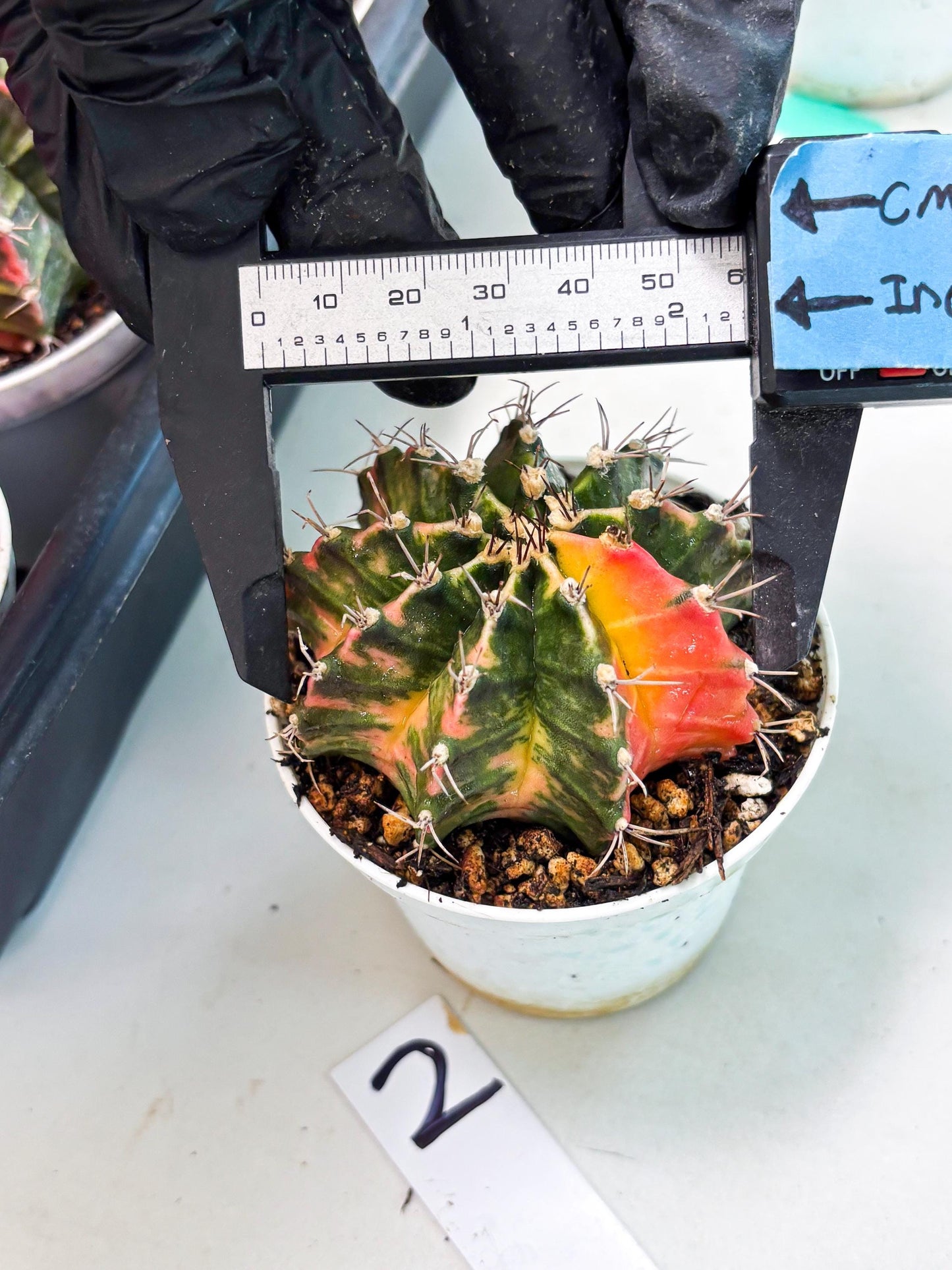 Gymnocalycium LB Hybrid (gy1) (y2) | variegated cactus