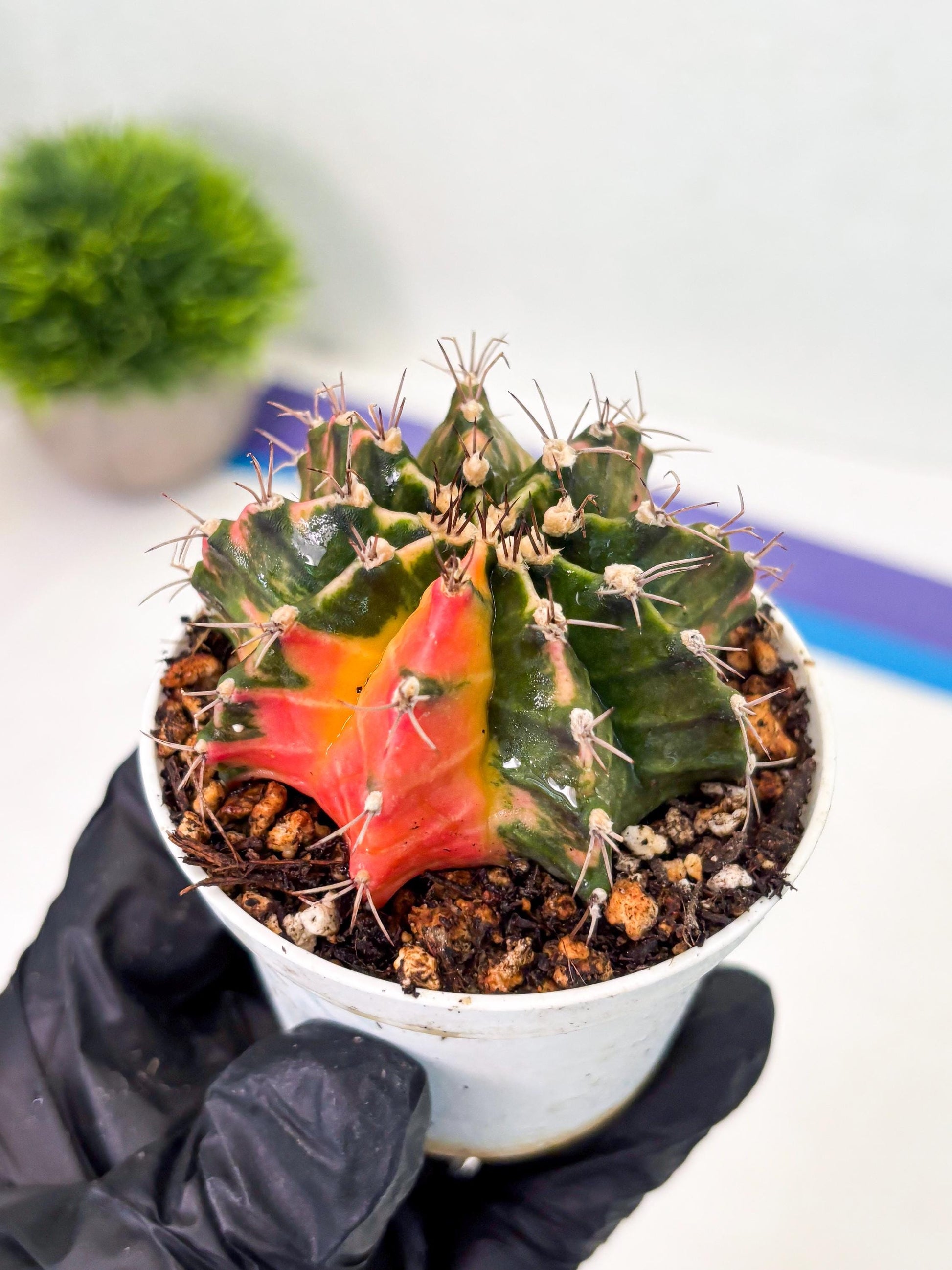 Gymnocalycium LB Hybrid (gy1) (y2) | variegated cactus