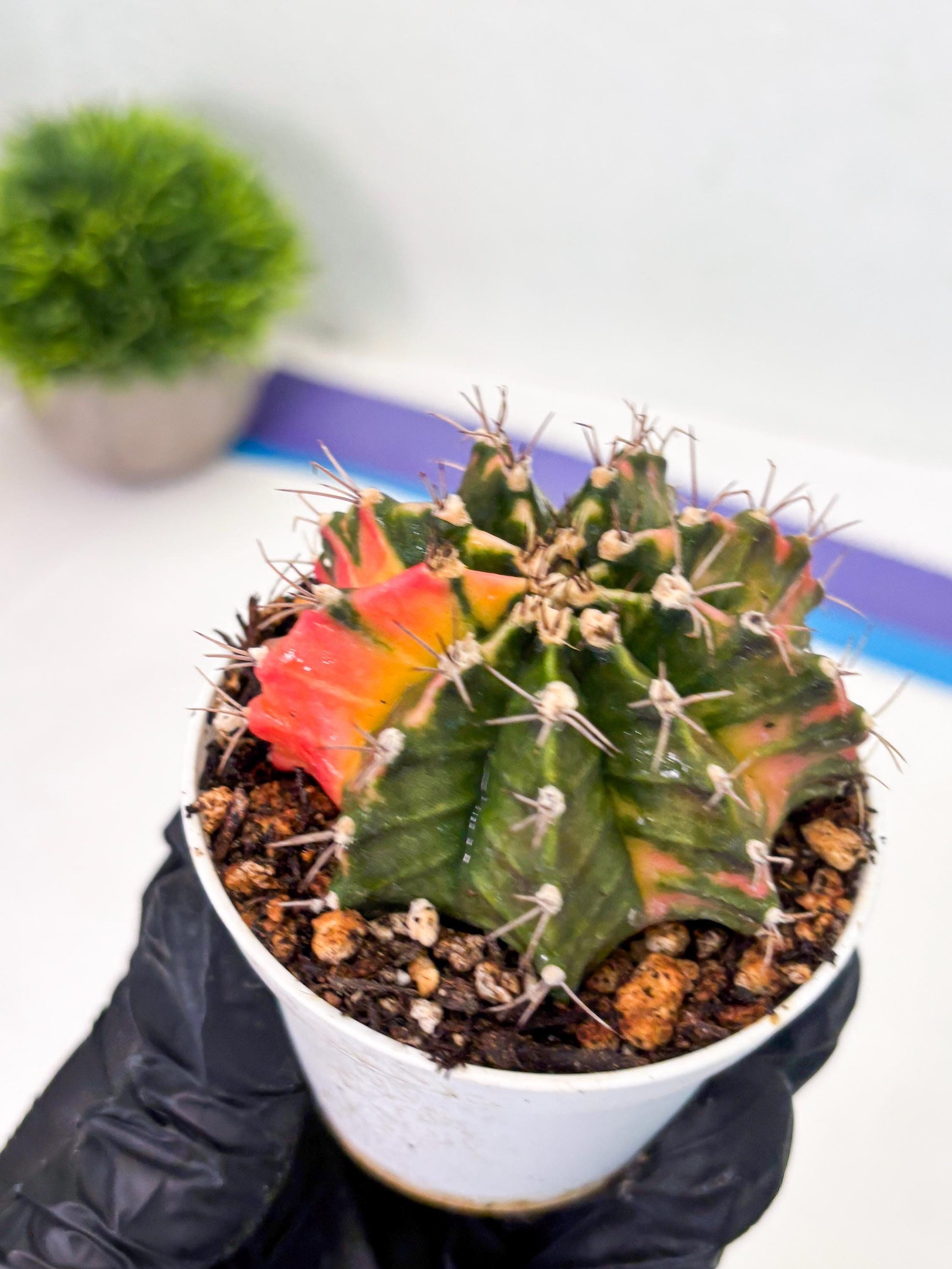 Gymnocalycium LB Hybrid (gy1) (y2) | variegated cactus