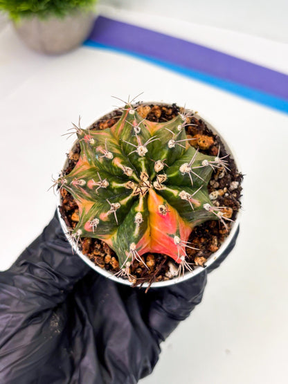 Gymnocalycium LB Hybrid (gy1) (y2) | variegated cactus