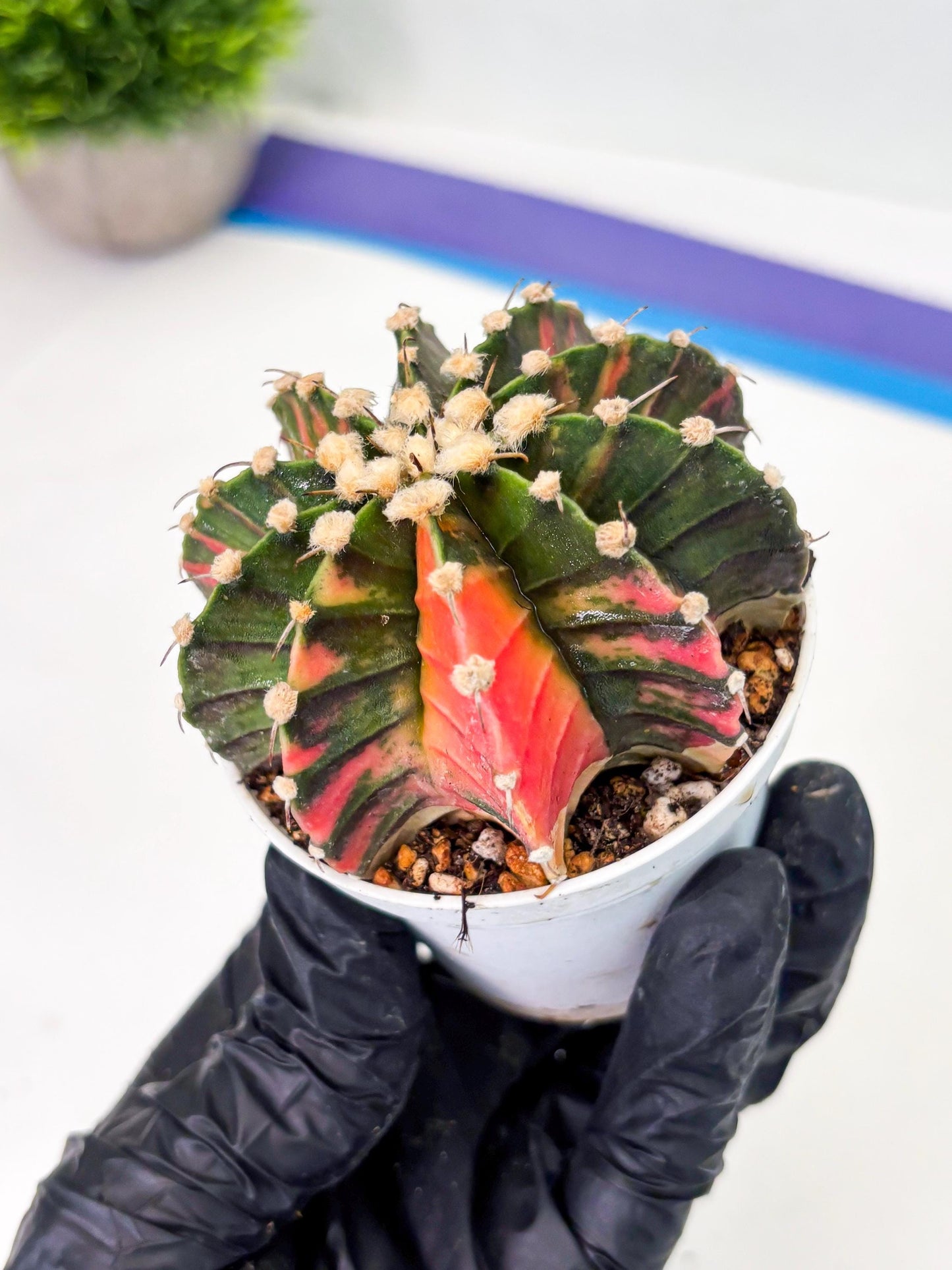 Gymnocalycium LB Hybrid (gy1) (y3) | variegated cactus