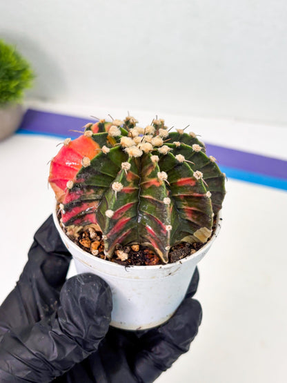 Gymnocalycium LB Hybrid (gy1) (y3) | variegated cactus