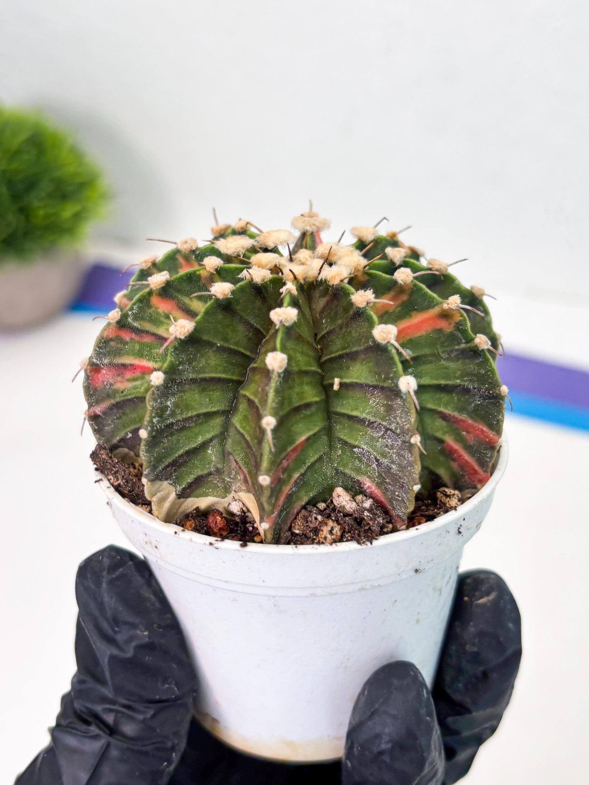 Gymnocalycium LB Hybrid (gy1) (y3) | variegated cactus