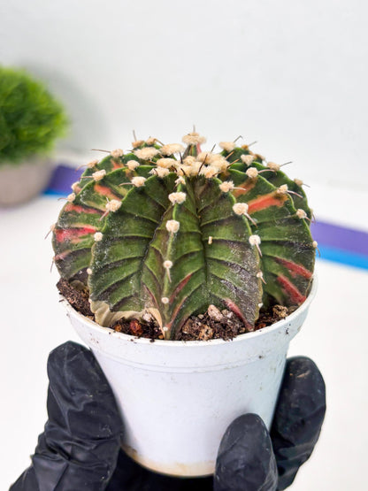 Gymnocalycium LB Hybrid (gy1) (y3) | variegated cactus