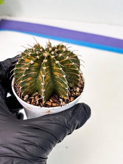 Gymnocalycium LB Hybrid (gy1) (y4) | variegated cactus