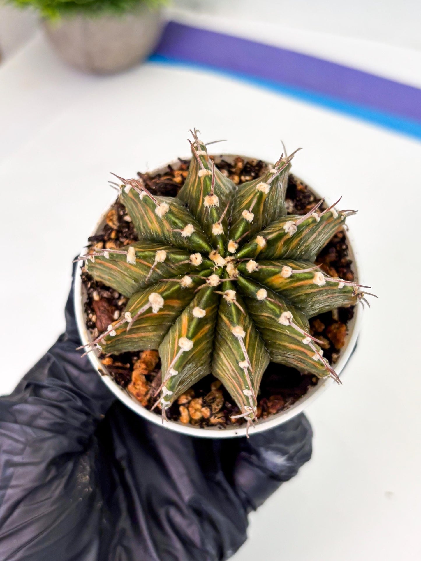 Gymnocalycium LB Hybrid (gy1) (y4) | variegated cactus