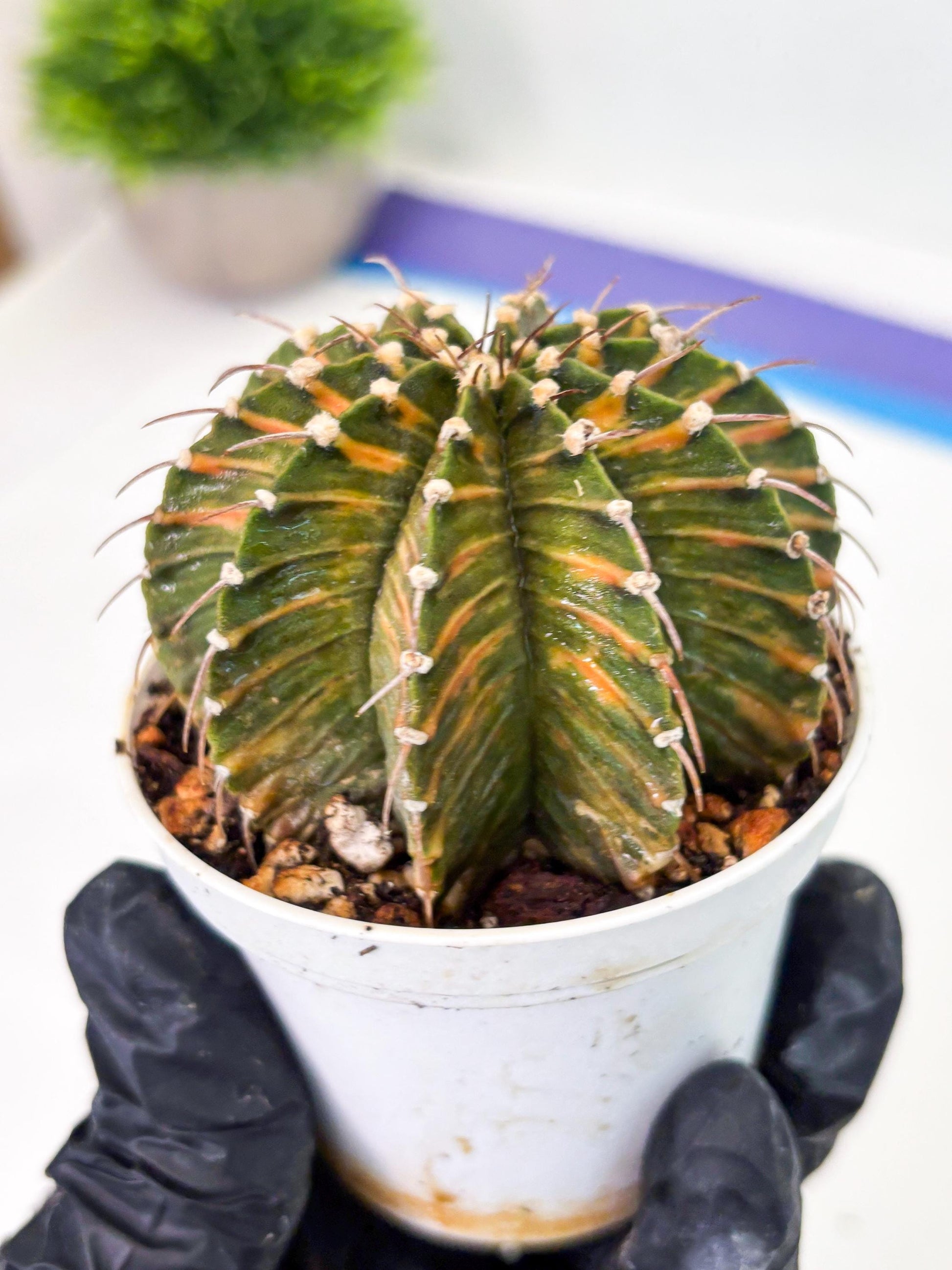 Gymnocalycium LB Hybrid (gy1) (y4) | variegated cactus