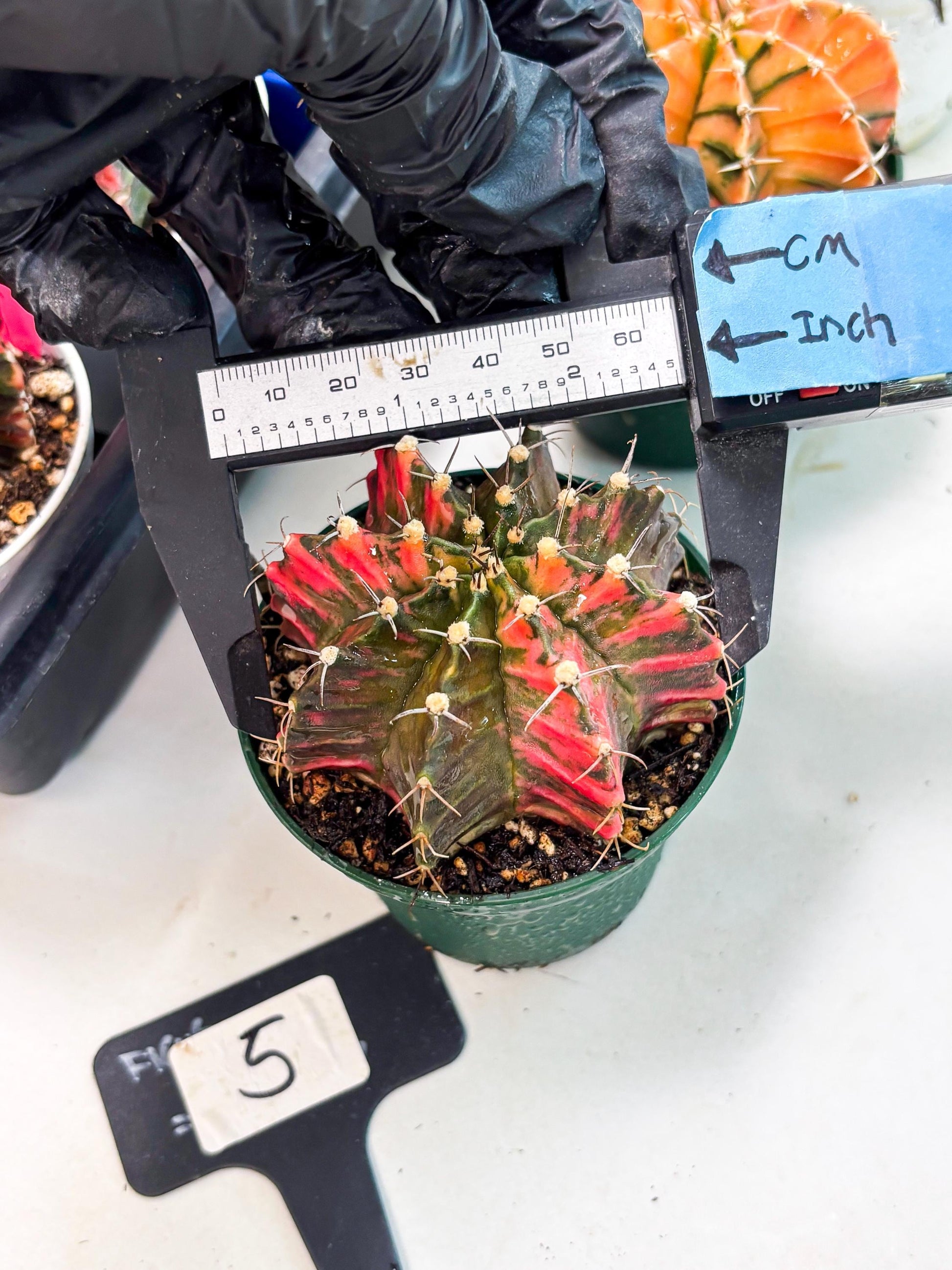 Gymnocalycium LB Hybrid (gy1) (y5) | variegated cactus