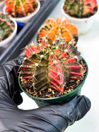 Gymnocalycium LB Hybrid (gy1) (y5) | variegated cactus