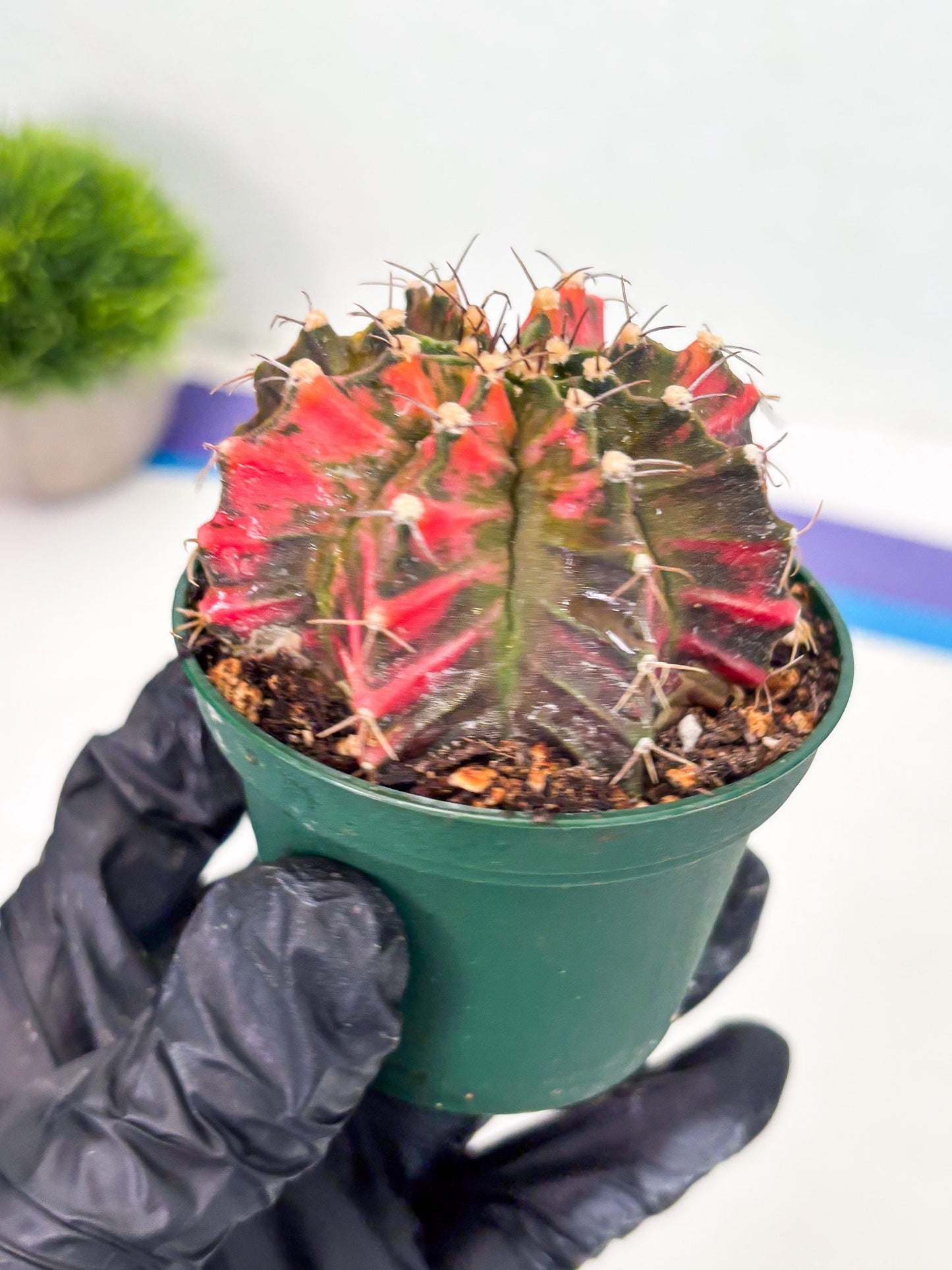 Gymnocalycium LB Hybrid (gy1) (y5) | variegated cactus