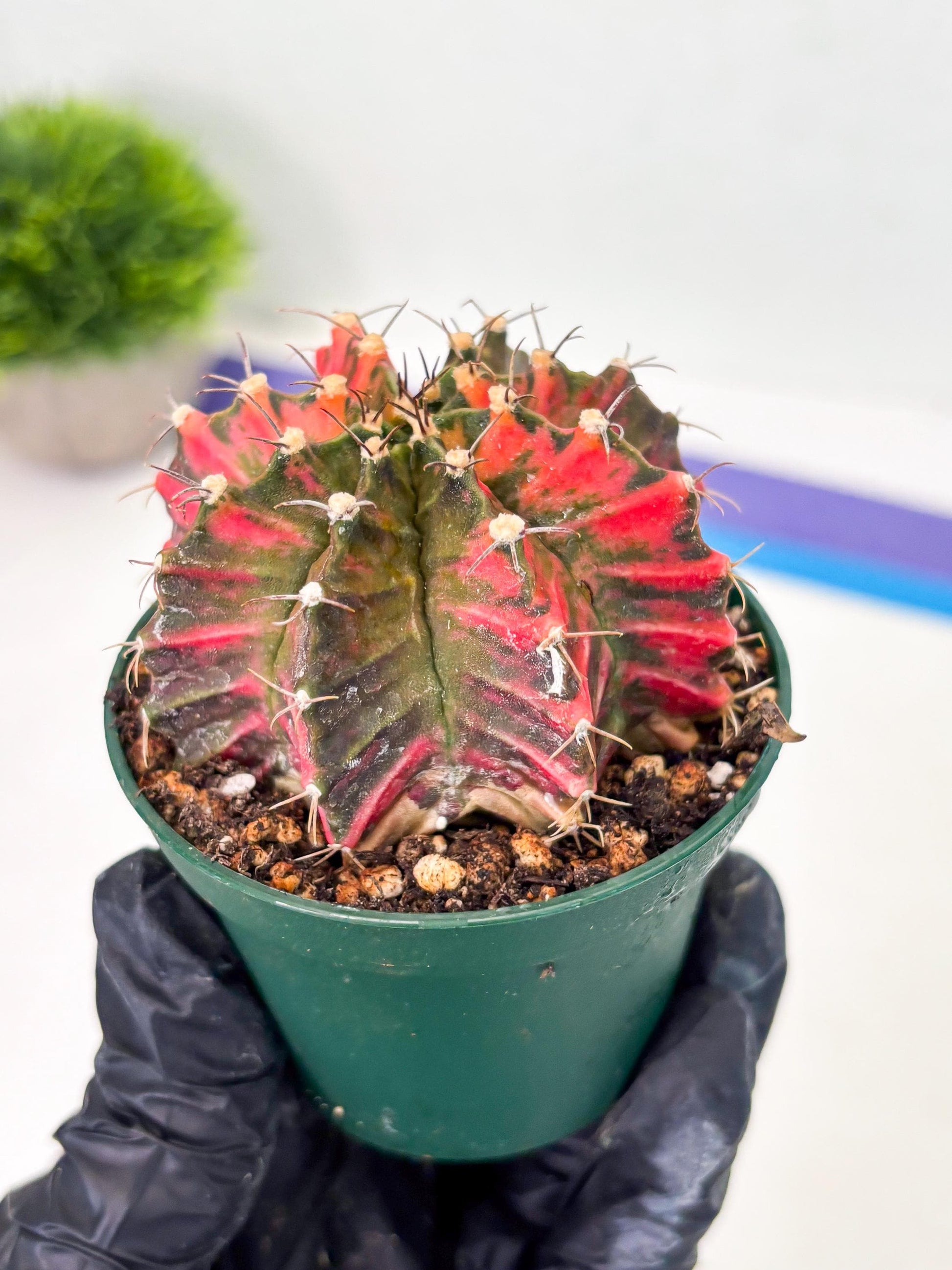 Gymnocalycium LB Hybrid (gy1) (y5) | variegated cactus