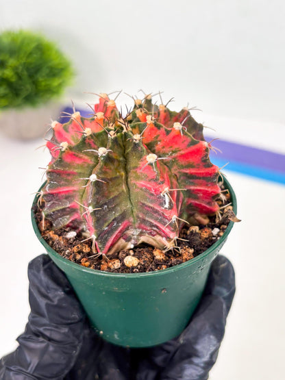 Gymnocalycium LB Hybrid (gy1) (y5) | variegated cactus