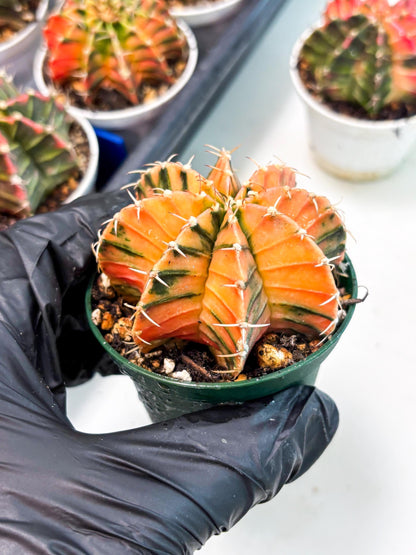 Gymnocalycium LB Hybrid (gy1) (y6) | variegated cactus