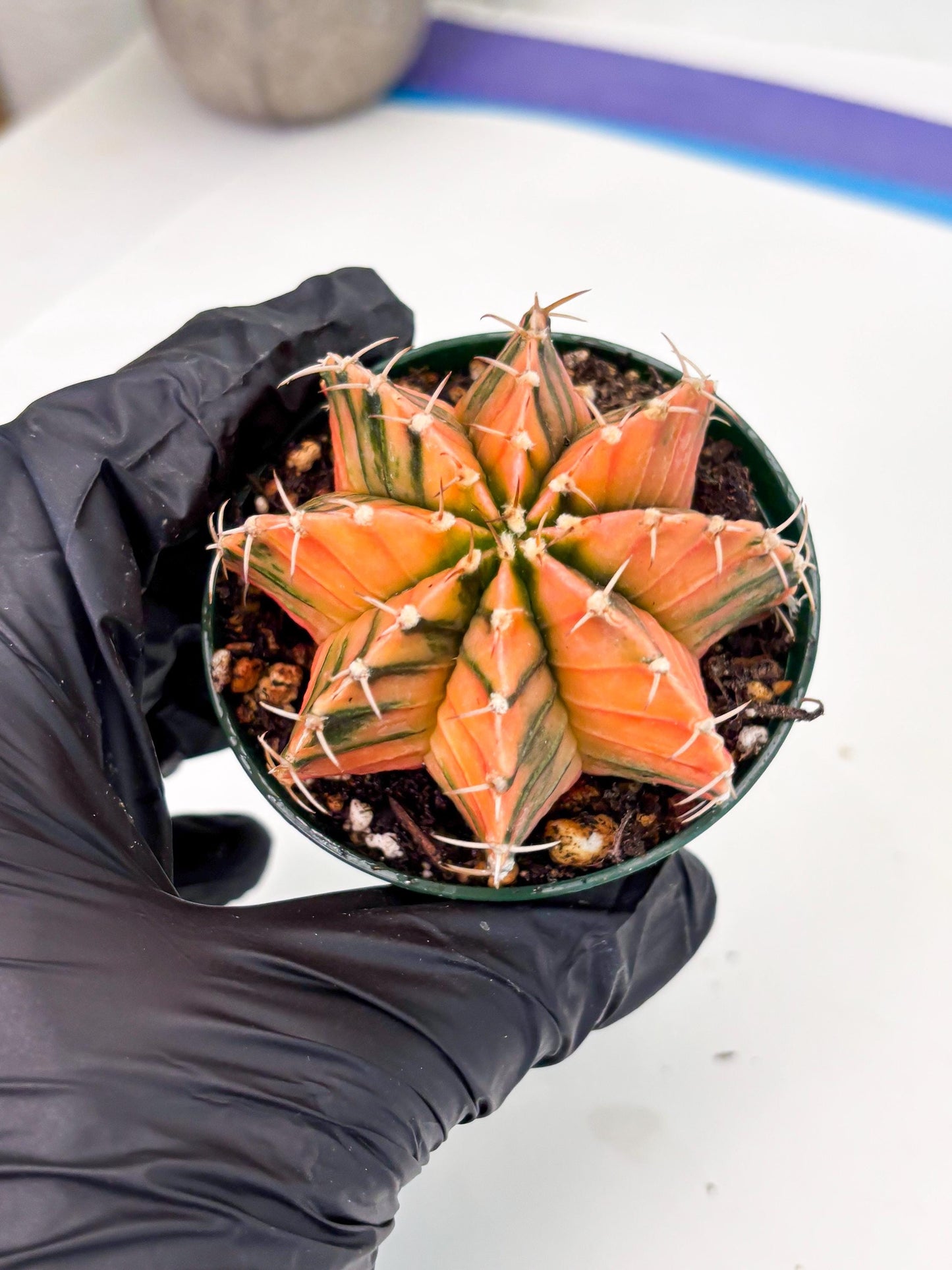 Gymnocalycium LB Hybrid (gy1) (y6) | variegated cactus