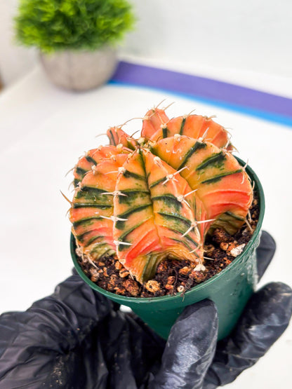 Gymnocalycium LB Hybrid (gy1) (y6) | variegated cactus