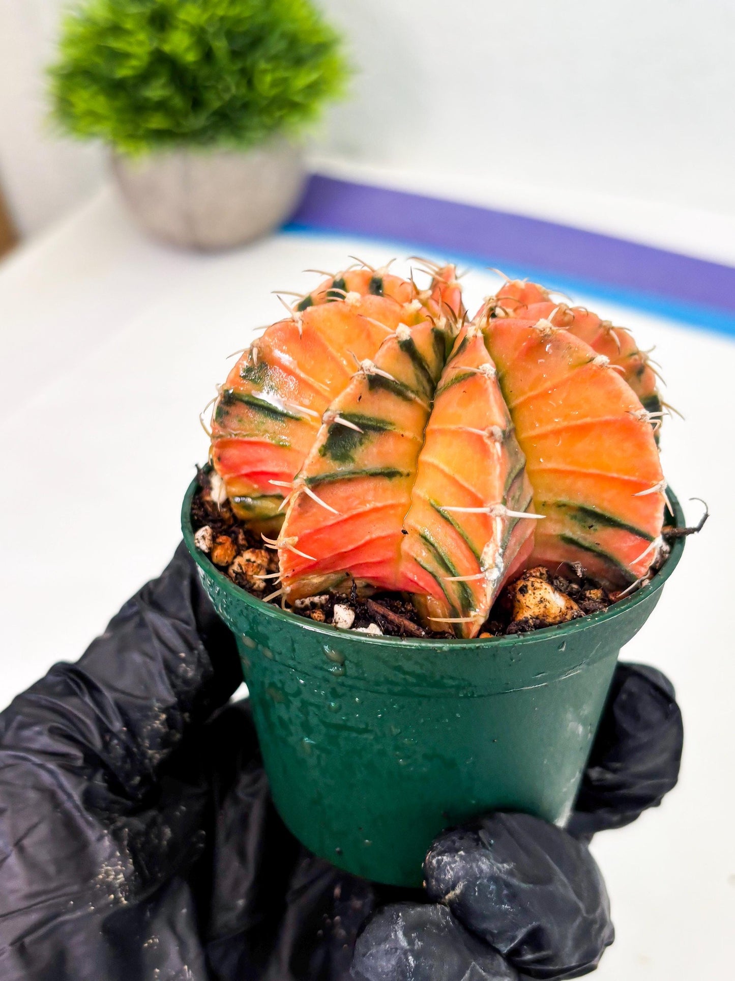 Gymnocalycium LB Hybrid (gy1) (y6) | variegated cactus