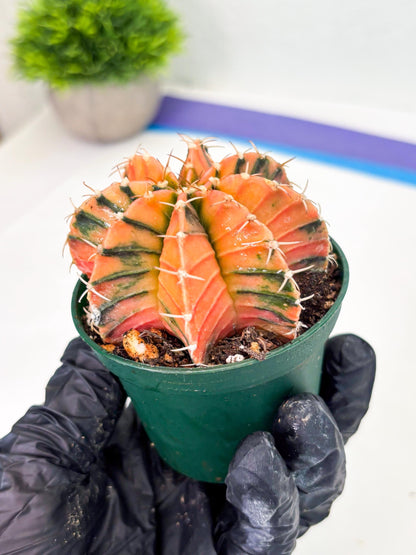 Gymnocalycium LB Hybrid (gy1) (y6) | variegated cactus