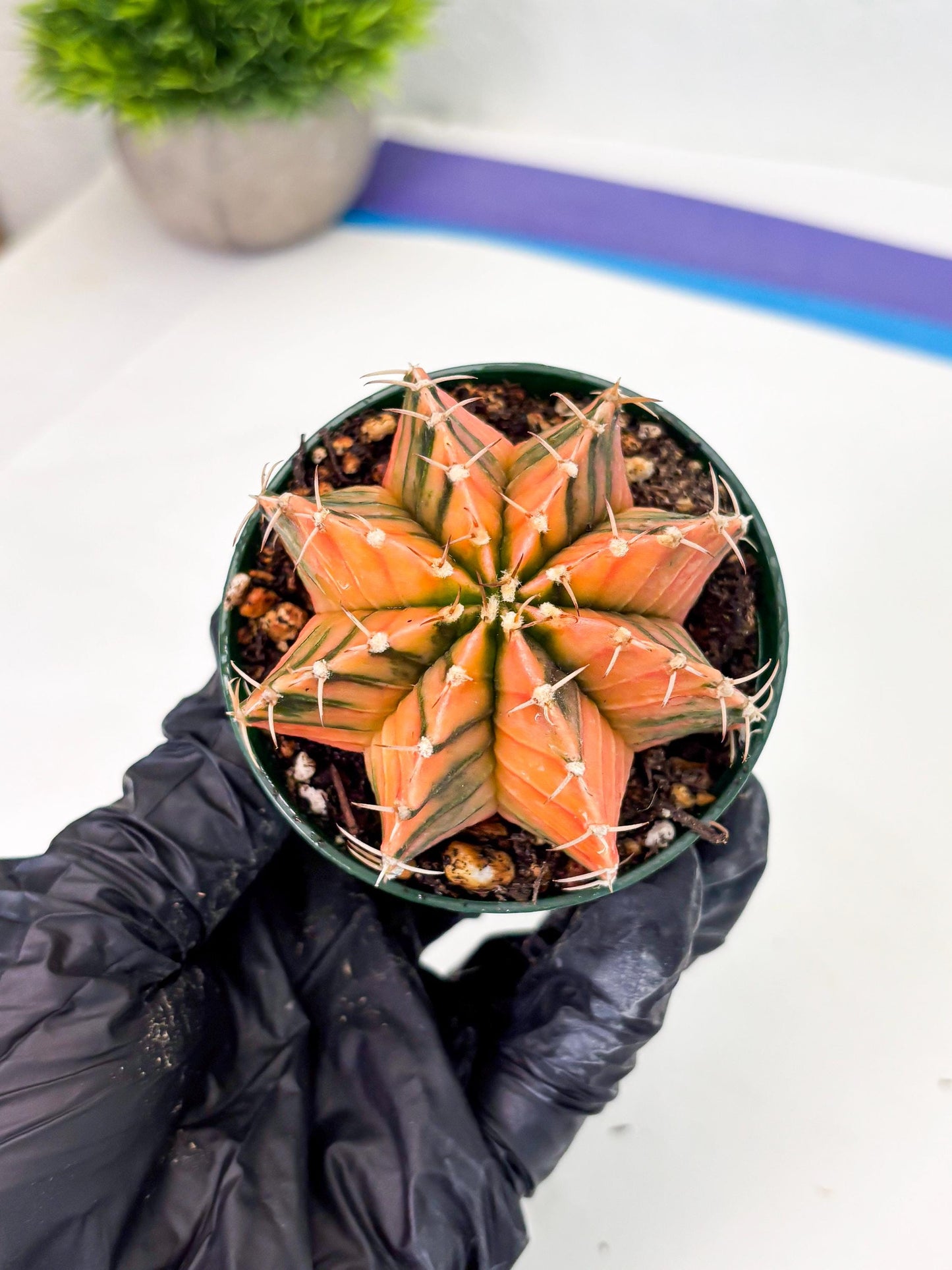 Gymnocalycium LB Hybrid (gy1) (y6) | variegated cactus