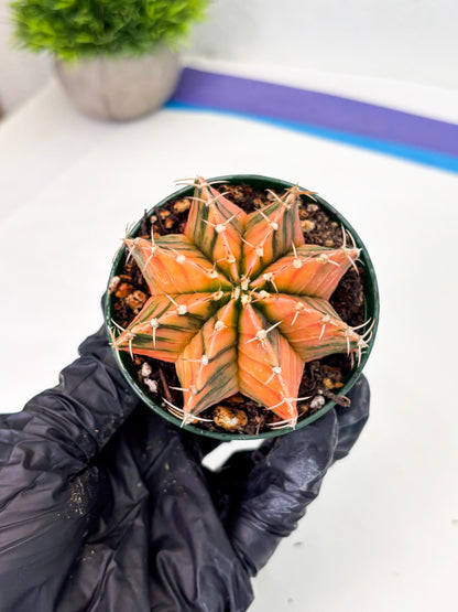 Gymnocalycium LB Hybrid (gy1) (y6) | variegated cactus