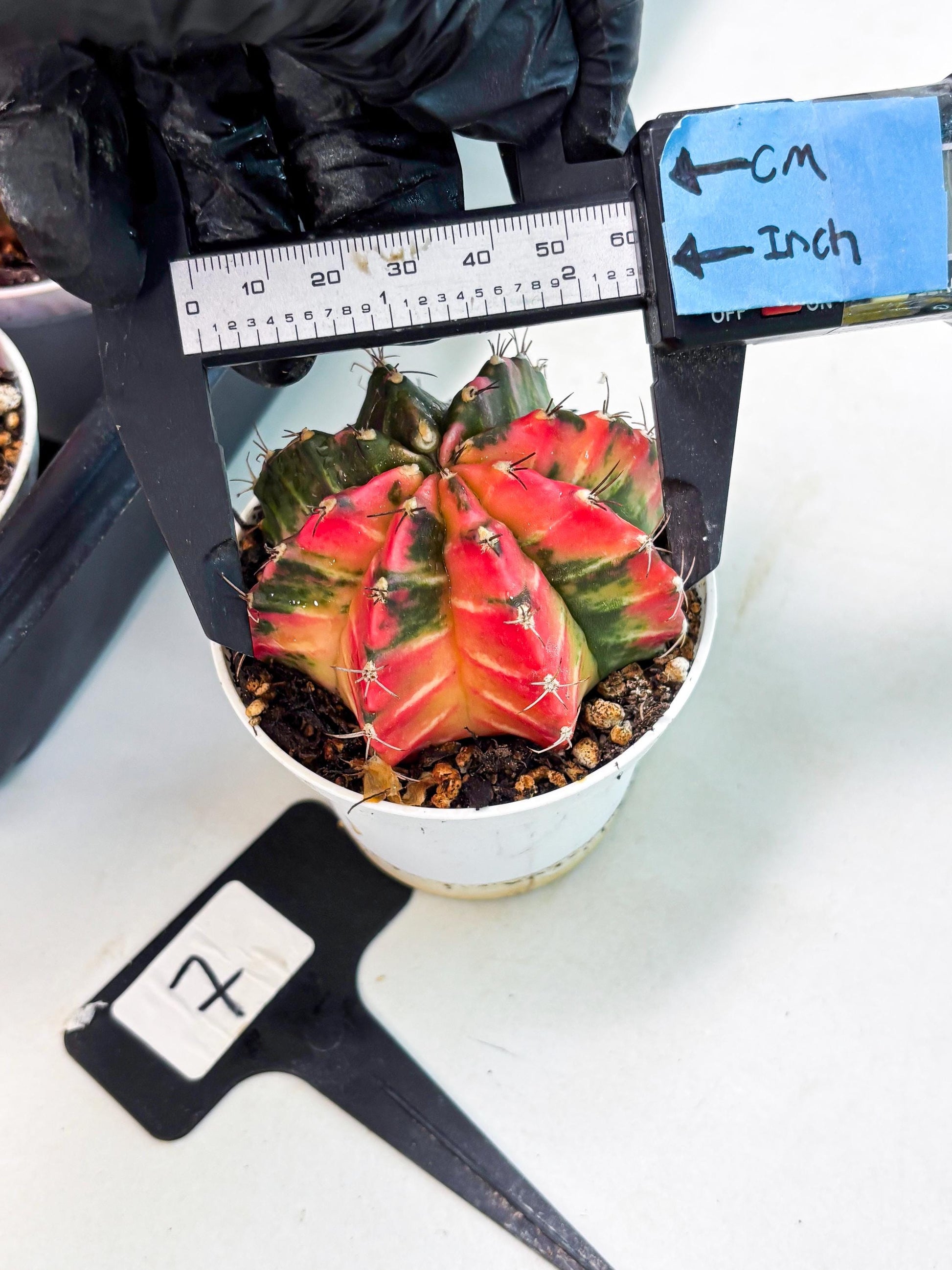 Gymnocalycium LB Hybrid (gy1) (y7) | variegated cactus