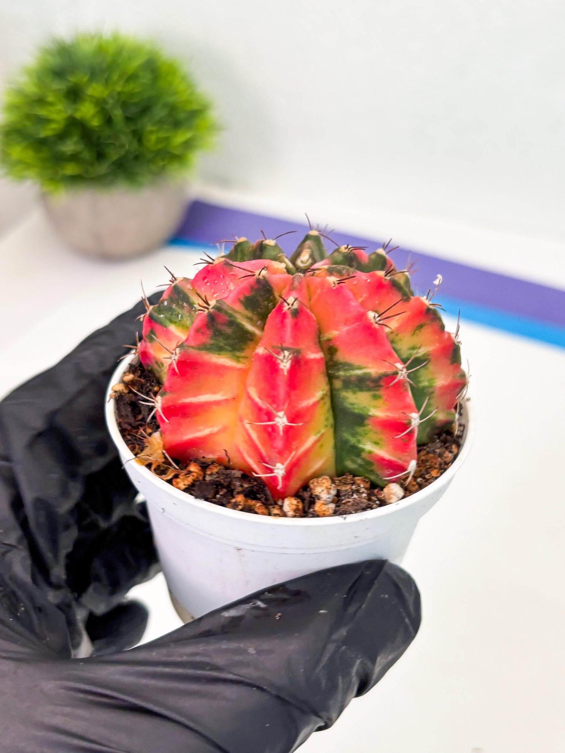 Gymnocalycium LB Hybrid (gy1) (y7) | variegated cactus