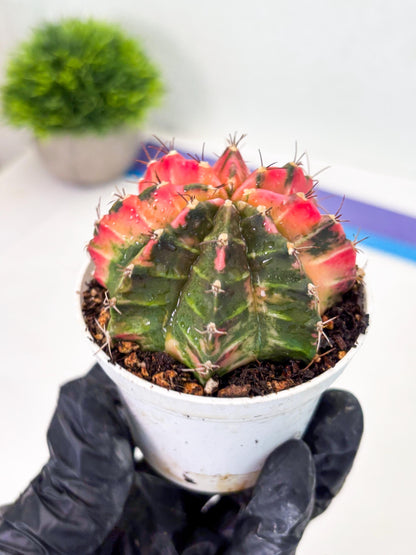 Gymnocalycium LB Hybrid (gy1) (y7) | variegated cactus