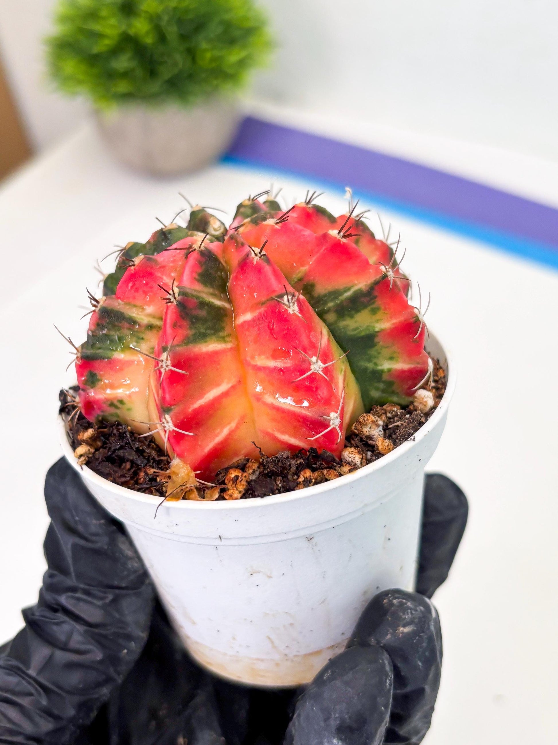 Gymnocalycium LB Hybrid (gy1) (y7) | variegated cactus