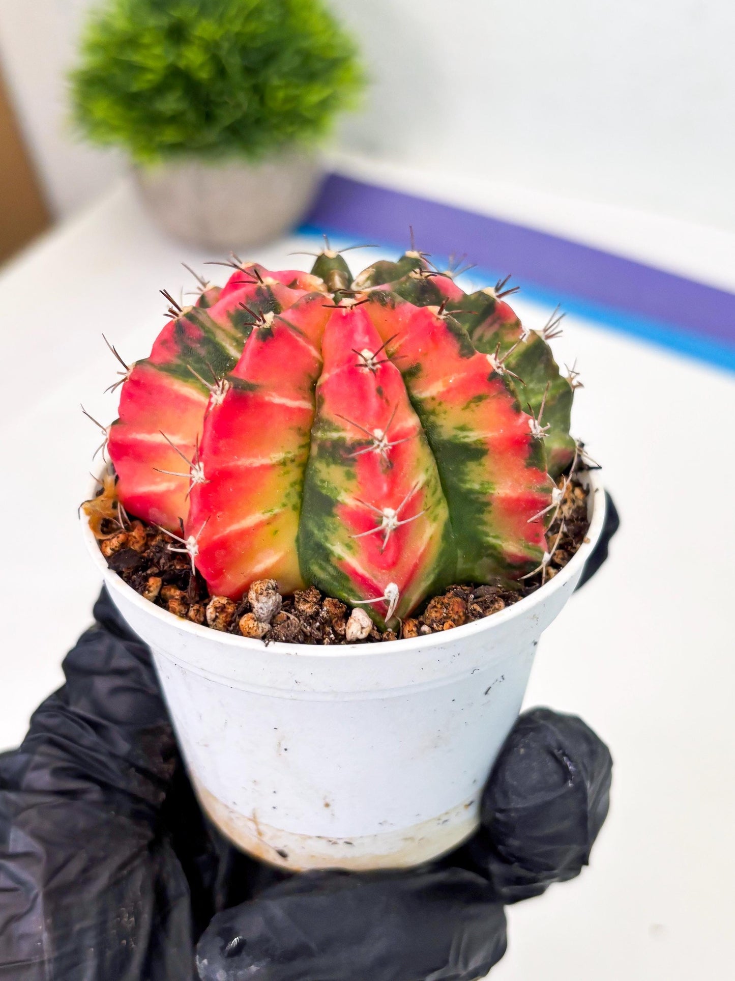 Gymnocalycium LB Hybrid (gy1) (y7) | variegated cactus