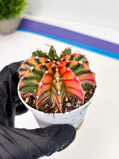 Gymnocalycium LB Hybrid (gy1) (b1) | variegated cactus