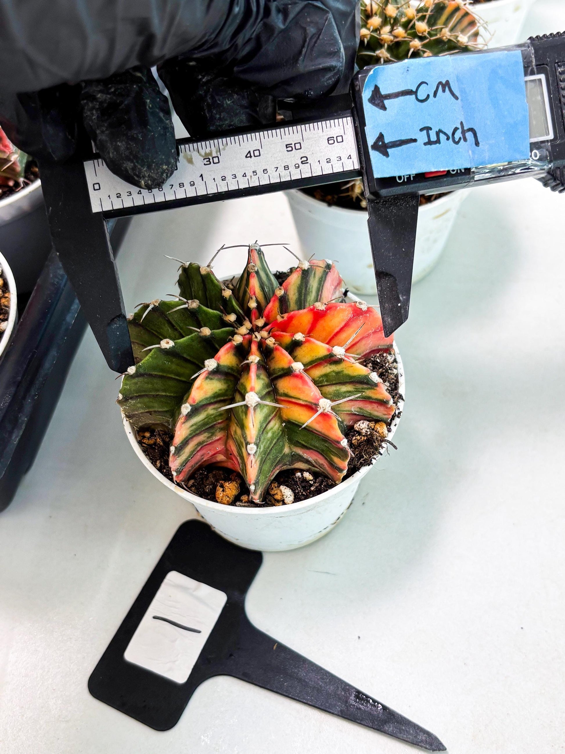 Gymnocalycium LB Hybrid (gy1) (b1) | variegated cactus