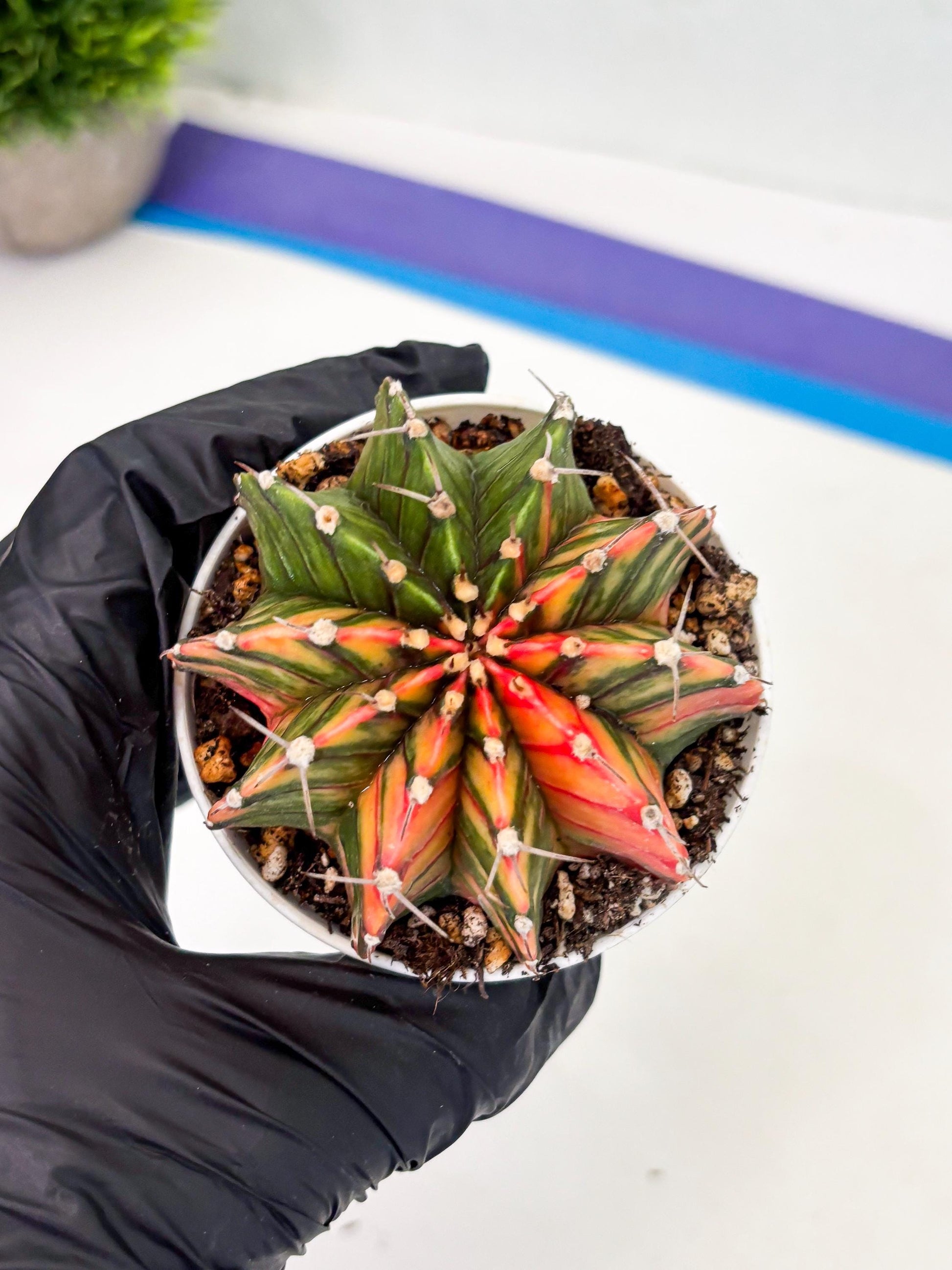 Gymnocalycium LB Hybrid (gy1) (b1) | variegated cactus